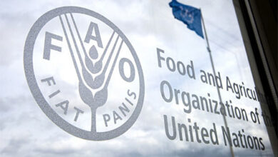 Junior International Consultant in Agribusiness, Value Chain, and Monitoring and Evaluation at FAO United Nations
