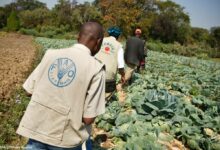 FAO Internship Programme 2024: Call for Expression of Interest