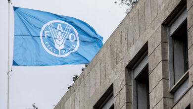 Programme Officer International Post at FAO (FAO Representative Network)